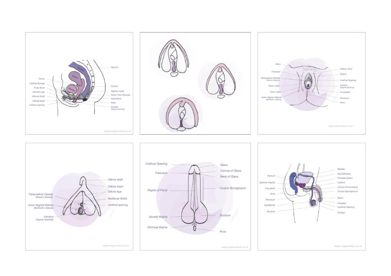 Educative Illustrations for Staycurious.co.nz / Illustrations pédagogiques pour StayCurious.co.nz